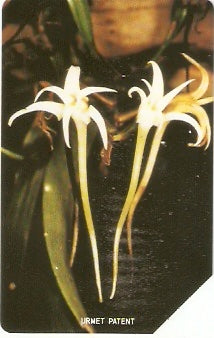 SRL-18 - Orquídeas - 100