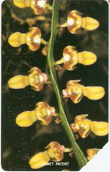 SRL-19 - Orquídeas - 200