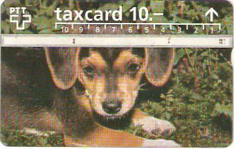 SWI-054g - Cachorro