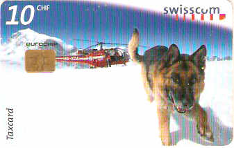 SWI-C-038x - Cachorro