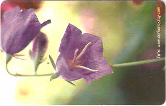 TUR-C-020 - Flores - 01