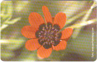 TUR-C-021 - Flores - 02
