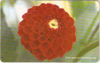 TUR-C-023 - Flores - 04
