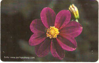 TUR-C-031 - Flores - 12