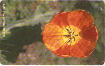 TUR-C-039 - Flores - 20
