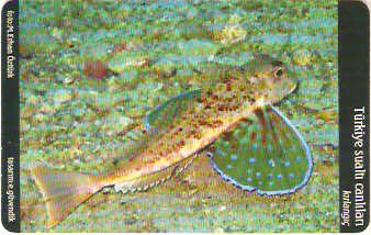 TUR-C-057a - Peixe - Kirlangic