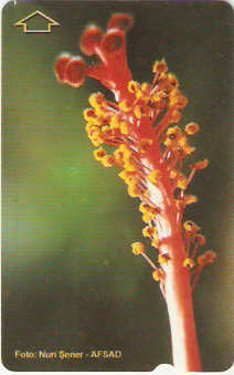 TUR-N-424 - Flores - 2