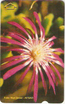 TUR-N-425 - Flores - 3