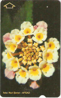 TUR-N-426 - Flores - 4
