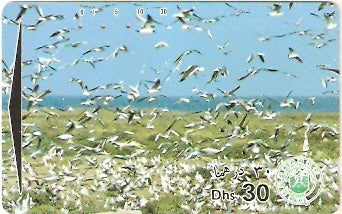 UAE-072 - Colônia de Gaivotas