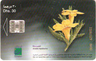 UAE-215 - Flores - 06