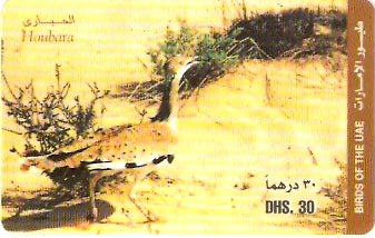 UAE-P-002B - Ave - Houbara