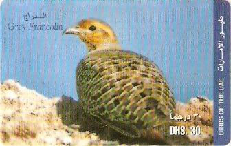 UAE-P-006B - Ave - Grey Francolin