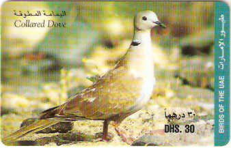 UAE-P-008D - Ave - Pomba