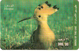 UAE-P-009C - Ave - Hoopoe