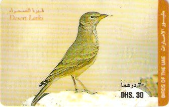 UAE-P-011A - Ave - Desert Larks