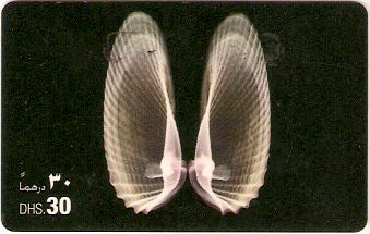 UAE-P-018C - Conchas