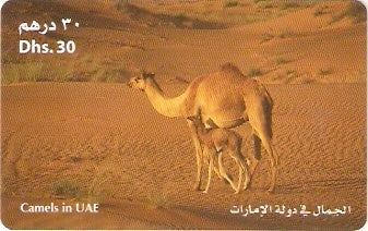 UAE-P-305 - Camelos no UAE