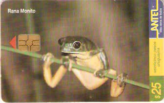 URU-C-096a - Rana Monito