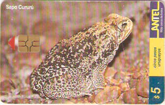 URU-C-101a - Rana Rayada