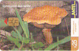 URU-C-160a - Gymnopilus Spectabilis