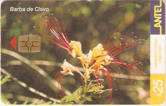 URU-C-227a - Barba de Chivo