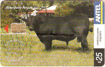 URU-C-429a - Aberdeen Angus