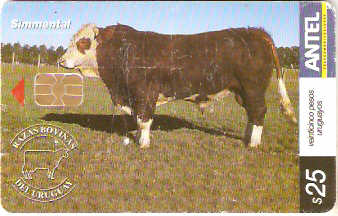 URU-C-436a - Simmental