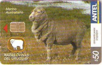 URU-C-441a - Merino Australiano
