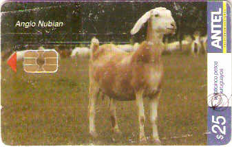 URU-C-449a - Anglo Nubian