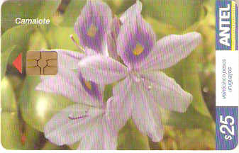 URU-C-465a - Flor - Camalote