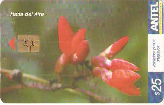 URU-C-468a - Flor - Haba del Aire