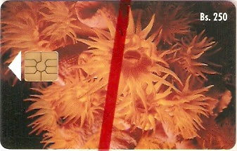 VEN-026aM - Coral Copa