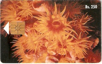 VEN-026 - Coral Copa