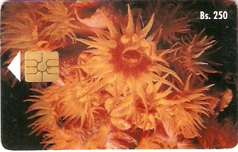 VEN-026a - Coral Copa