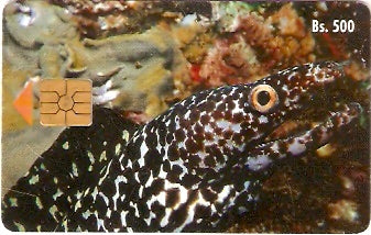 VEN-040B - Peixe Tigre