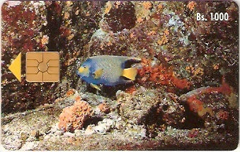 VEN-013 - Peixe Rei