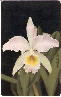 VEN-130 - Orquídeas - 04/12