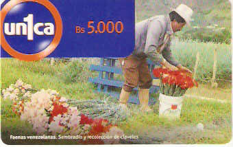 VEN-U-0021 - Colheita de Cravos