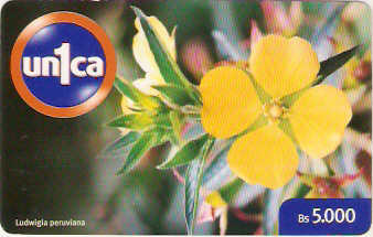 VEN-U-0077 - Ludwigia Peruviana