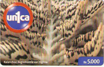 VEN-U-0081 - Kalanchoe Dagremontía - 1
