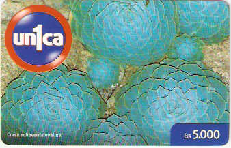 VEN-U-0083 - Kalanchoe Dagremontía - 2