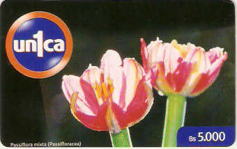 VEN-U-0088 - Passiflora Mixta