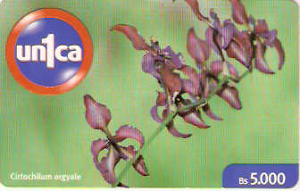 VEN-U-0093 - Cirtochilum Orgyale