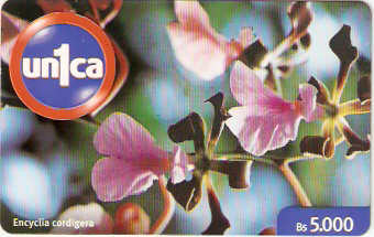 VEN-U-0095 - Encyclia Cordigera