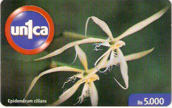 VEN-U-0128 - Epidendrum Ciliare