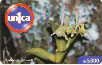 VEN-U-0129 - Epidendrum Carnevalli