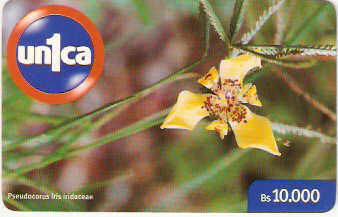 VEN-U-0150 - Pseudocorus Iris Iridaceae