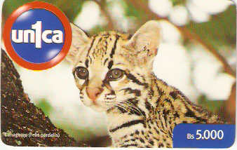 VEN-U-0153 - Cunaguaro