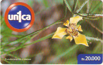 VEN-U-0269 - Pseudocorus Iris Iridaceae - 20.000